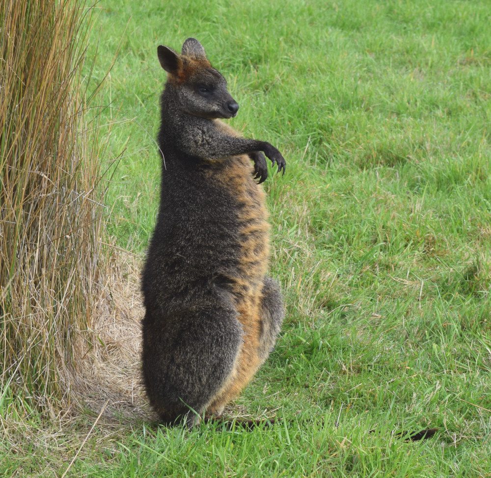 swamp wallaby