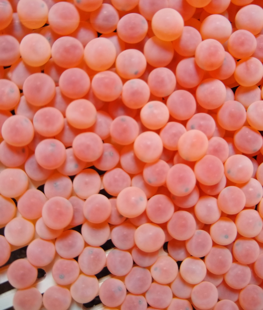 salmon eggs